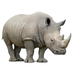 White Rhinoceros (Ceratotherium simum) featured animal image on AnimalDex
