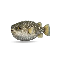 White-spotted Pufferfish animal lesson image on AnimalDex