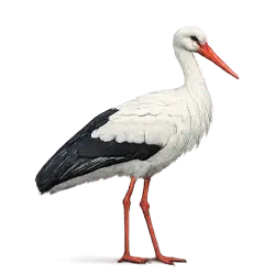 White Stork (Ciconia ciconia) thumbnail image on AnimalDex