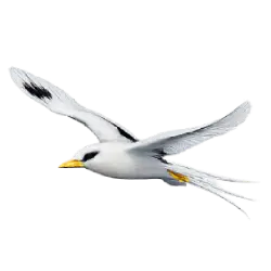 White-tailed Tropicbird (Phaethon lepturus) featured animal image on AnimalDex