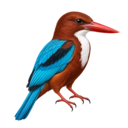 White-throated Kingfisher (Halcyon smyrnensis) thumbnail image on AnimalDex