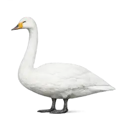 Whooper Swan lesson from nature
