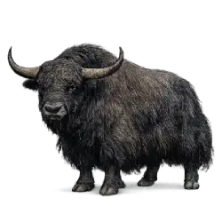 Wild Yak (Bos mutus) featured animal image on AnimalDex