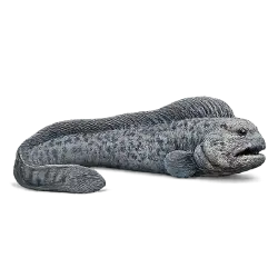 Wolf Eel (Anarrhichthys ocellatus) featured animal image on AnimalDex