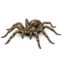 Wolf Spider animal lesson image on AnimalDex