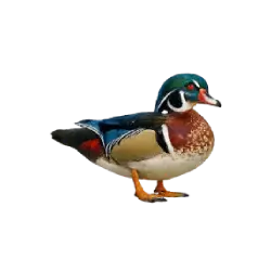 Wood Duck (Aix sponsa) featured animal image on AnimalDex