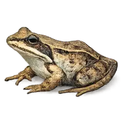 Wood Frog (Lithobates sylvaticus) featured animal image on AnimalDex