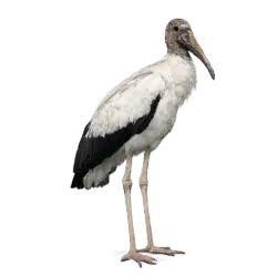 Wood Stork (Mycteria americana) featured animal image on AnimalDex