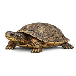 Wood Turtle animal lesson image on AnimalDex
