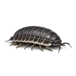 Woodlouse animal lesson image on AnimalDex