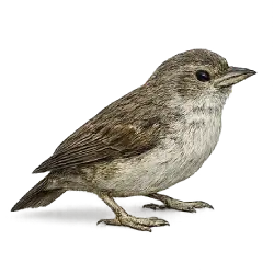 Woodpecker Finch