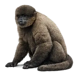 Woolly Monkey (Lagothrix lagotricha) featured animal image on AnimalDex