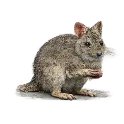 Woylie (Bettongia penicillata) featured animal image on AnimalDex