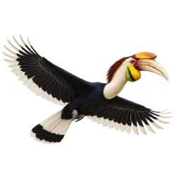Wreathed Hornbill (Rhyticeros undulatus) thumbnail image on AnimalDex