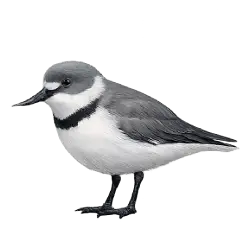 Wrybill animal lesson on AnimalDex