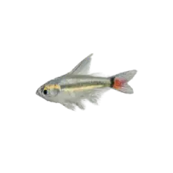 X-ray Tetra (Pristella maxillaris) featured animal image on AnimalDex