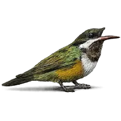 Xantus's Hummingbird animal lesson image on AnimalDex
