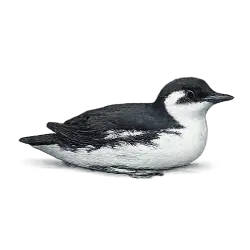 Xantus's Murrelet animal lesson image on AnimalDex