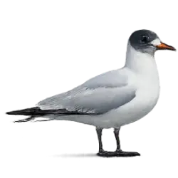 Xeme (Xema sabini) featured animal image on AnimalDex