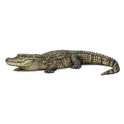 Yacare Caiman (Caiman yacare) featured animal image on AnimalDex