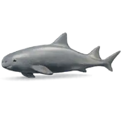 Yangtze Finless Porpoise (Neophocaena asiaeorientalis asiaeorientalis) featured animal image on AnimalDex