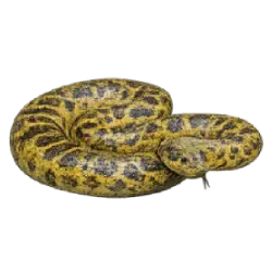 Yellow Anaconda (Eunectes notaeus) featured animal image on AnimalDex