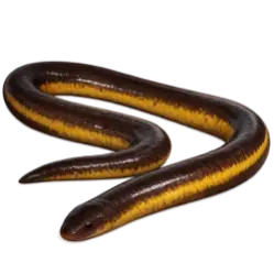 Yellow-banded Caecilian animal lesson image on AnimalDex