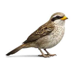 Yellow-billed Shrike animal lesson image on AnimalDex