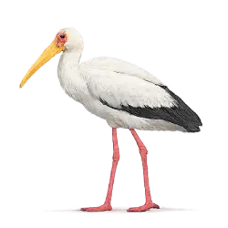 Yellow-billed Stork (Mycteria ibis) featured animal image on AnimalDex