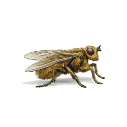 Yellow Dung Fly animal lesson image on AnimalDex