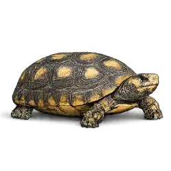 Yellow-footed Tortoise (Chelonoidis denticulatus) featured animal image on AnimalDex