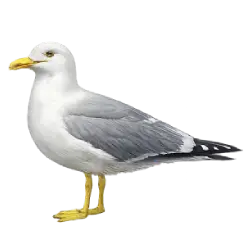 Yellow-legged Gull (Larus michahellis) thumbnail image on AnimalDex