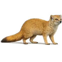 Yellow Mongoose animal lesson image on AnimalDex