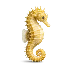 Yellow Seahorse animal lesson image on AnimalDex