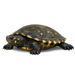 Yellow-spotted River Turtle (Podocnemis unifilis) featured animal image on AnimalDex