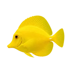 Yellow Tang (Zebrasoma flavescens) thumbnail image on AnimalDex