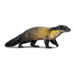 Yellow-throated Marten (Martes flavigula) featured animal image on AnimalDex