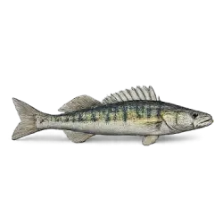 Zander (Sander lucioperca) featured animal image on AnimalDex