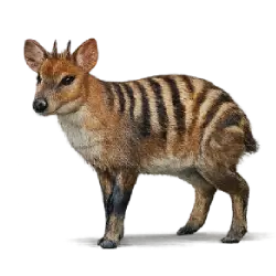 Zebra Duiker (Cephalophus zebra) featured animal image on AnimalDex