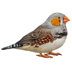 Zebra Finch (Taeniopygia guttata) featured animal image on AnimalDex