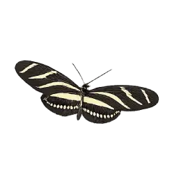 Zebra Longwing (Heliconius charithonia) featured animal image on AnimalDex