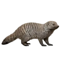 Zebra Mongoose (Mungos mungo) thumbnail image on AnimalDex