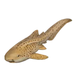 Zebra Shark (Stegostoma tigrinum) featured animal image on AnimalDex