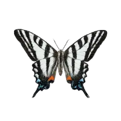 Zebra Swallowtail (Eurytides marcellus) featured animal image on AnimalDex