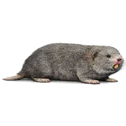 Zokor (Myospalax baileyi) featured animal image on AnimalDex