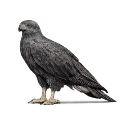 Zone-tailed Hawk (Buteo albonotatus) featured animal image on AnimalDex