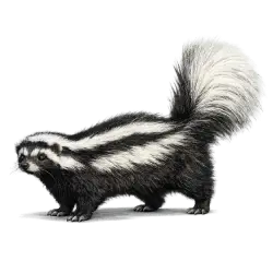Zorilla (Ictonyx striatus) featured animal image on AnimalDex
