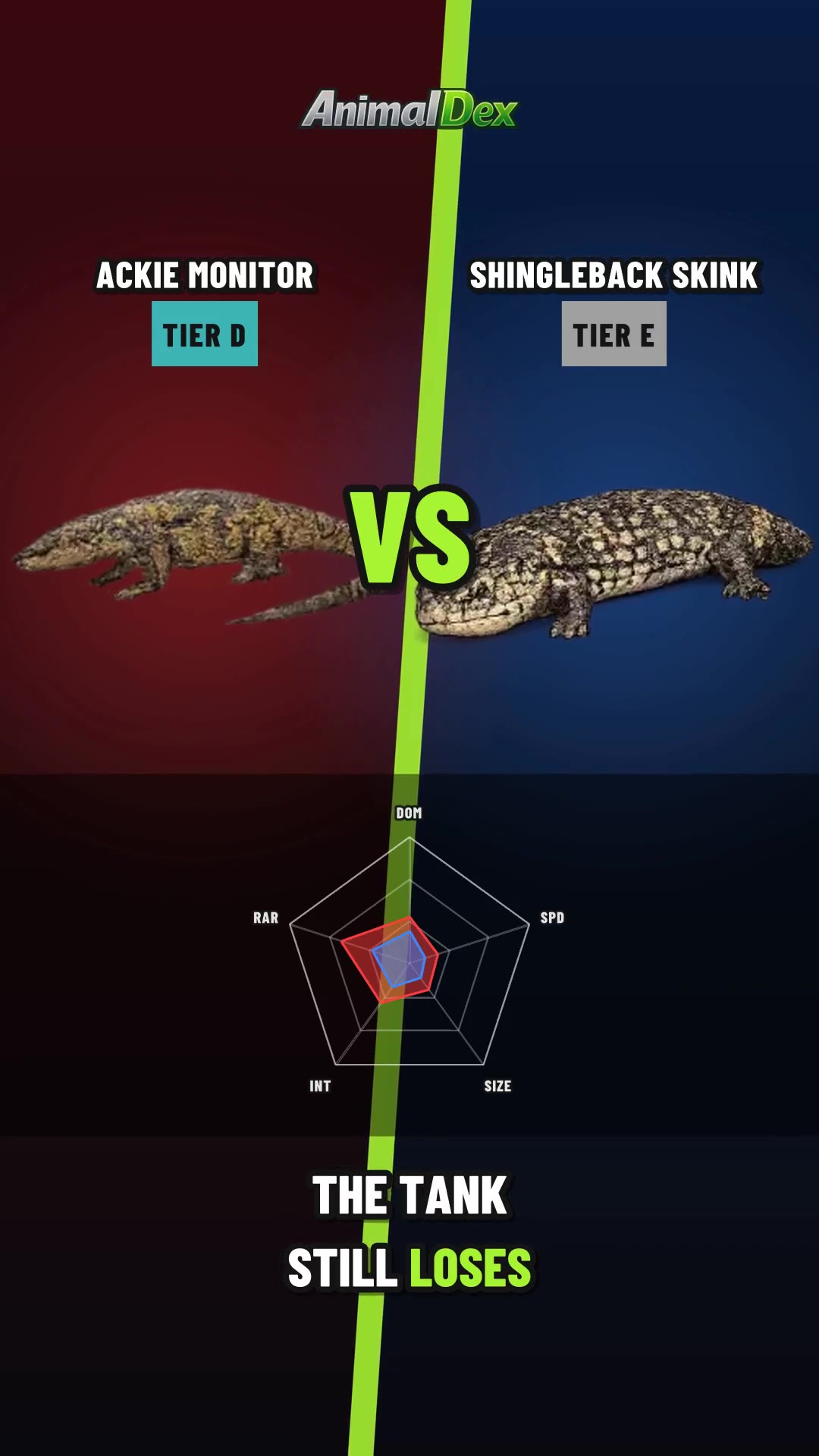 Ackie Monitor vs Shingleback Skink: Speed vs Armor