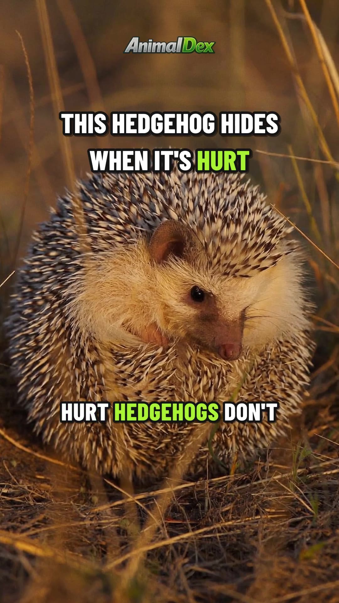 Hurt Hedgehogs Don't Fight, They Curl Up and Rest