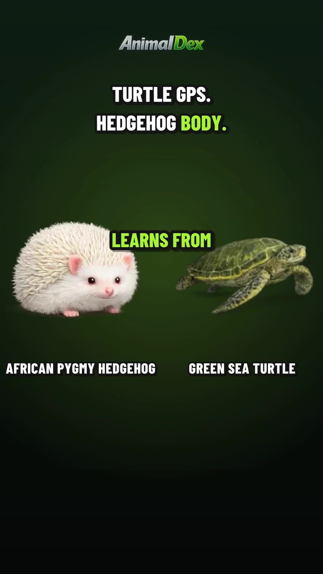 The Hedgehog With a Sea Turtle's Homing Instinct
